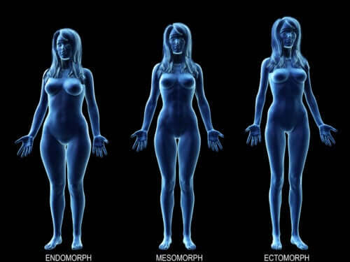 Connaitre le régime idéal pour votre type de corps