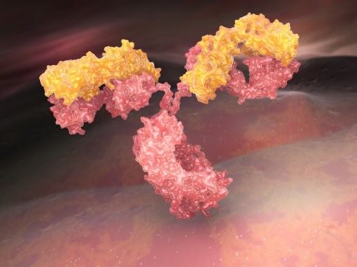 Que sont les immunoglobulines ?
