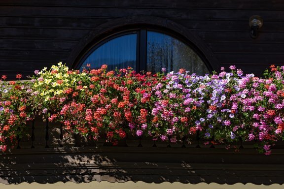 5 plantes parfumées pour un petit jardin aromatique