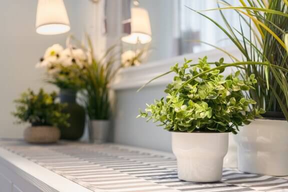 9 conseils pour pour l'entretien des plantes d'intérieur