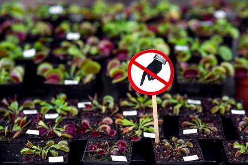 7 plantes dangereuses à bannir de chez soi