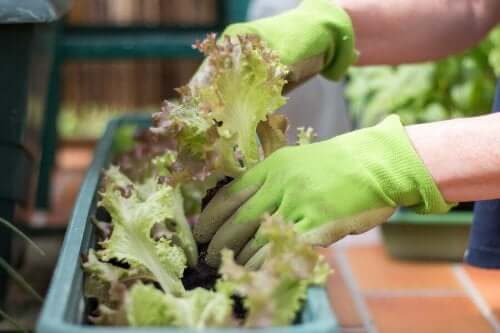 4 conseils pour créer un potager urbain dans un espace réduit