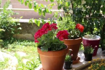 Plantes fleuries d'été : 6 options pour votre jardin