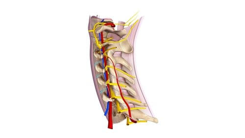 Nerfs spinaux cervicaux : tout ce que vous devez savoir