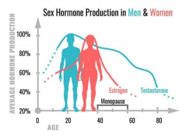 Quelles sont les fonctions des hormones sexuelles ?