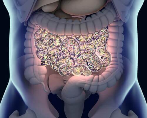Comment l'alimentation influence-t-elle le microbiote ?