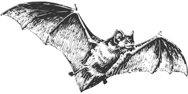 Chauves-souris : les responsables du coronavirus