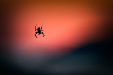 Le venin d'araignée aiderait à réduire les dommages cérébraux