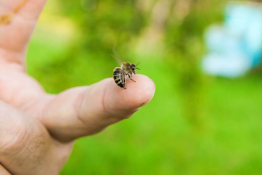 Que faire en cas de piqûre d'abeille ? Améliore ta Santé