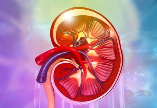 Fonctionnement des reins : leur anatomie et leurs fonctions
