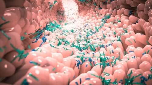 Qu'est-ce qu'un microbiote normal ?