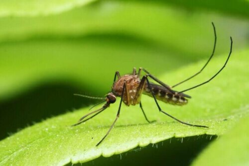 Les principales maladies transmises par les moustiques