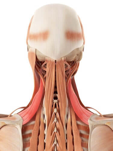 anatomie du cou humain