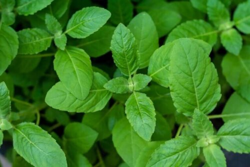 Comment congeler le basilic et le conserver toute l'année ?