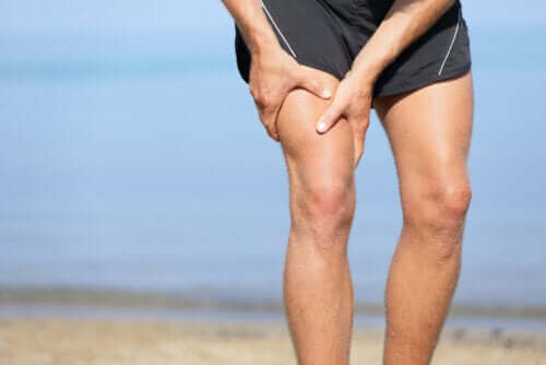 Le muscle Sartorius, le plus long du corps