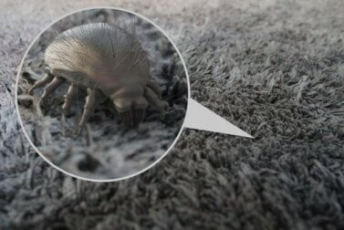 Allergie aux acariens