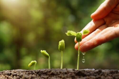6 conseils pour un jardin durable