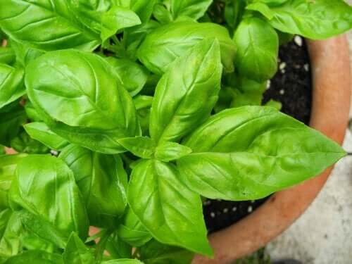 5 conseils pour prendre soin d'un basilic