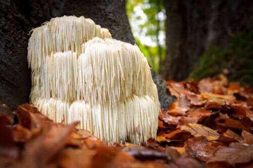 Champignon crinière de lion : bienfaits et effets secondaires