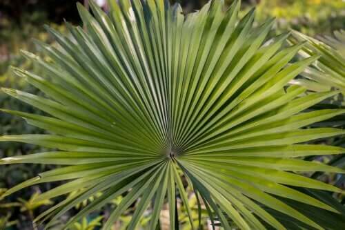 Qu'est-ce que le saw palmetto et à quoi sert-il ?