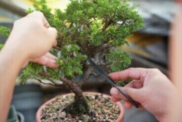 Apprendre à fabriquer et à entretenir des bonsaïs