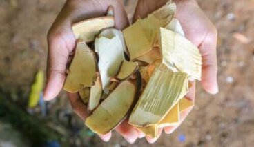 Qu'est-ce que le tongkat ali et quelle est son utilité ?