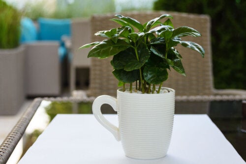Peut-on faire pousser du café à la maison ?