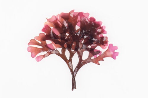 Algues Dulse : caractéristiques, utilisations et préparation