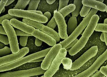 Les phages pour combattre la résistance aux antibiotiques