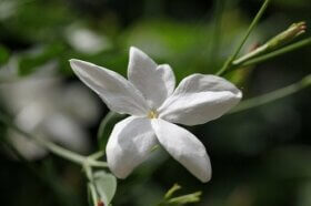 Thé au jasmin : 8 bienfaits pour la santé
