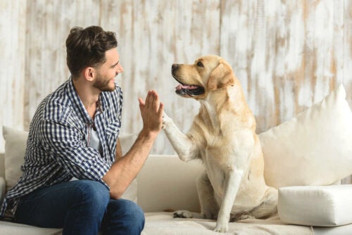 Comment les animaux de compagnie profitent-ils à notre santé ?