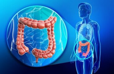 Gros intestin ou côlon : anatomie et caractéristiques