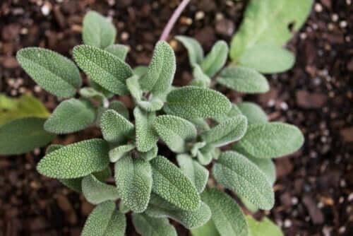 5 plantes qui vous aideront à combattre l'acné