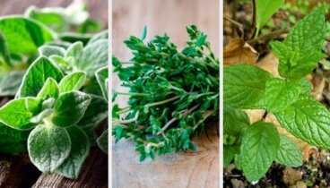 8 plantes aromatiques pour le jardin
