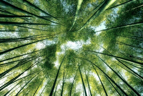Philosophie de la nature et son importance pour le monde moderne