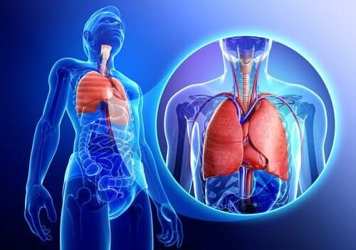 9 plantes médicinales contre les problèmes respiratoires