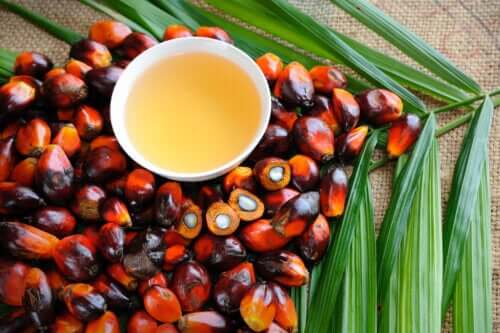 Acide sapiénique : dans quels aliments le trouve-t-on ?
