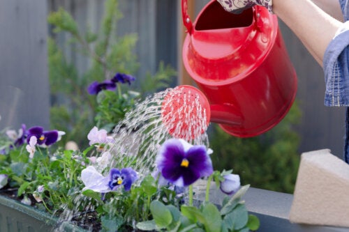 4 méthodes d'arrosage pour les plantes en pot