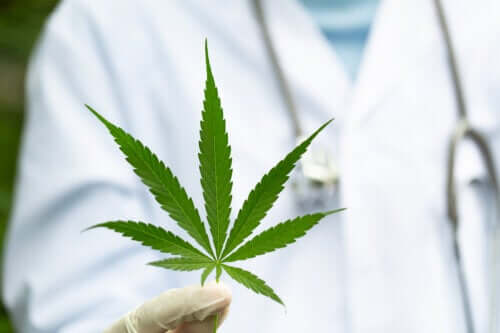 Consommation de cannabis pour les symptômes de la SEP : quels effets a-t-elle ?