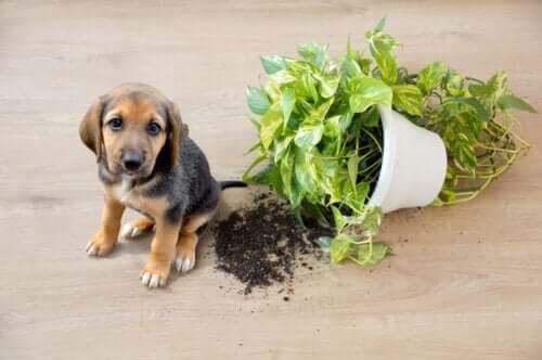 12 plantes d'intérieur sans danger pour vos animaux de compagnie