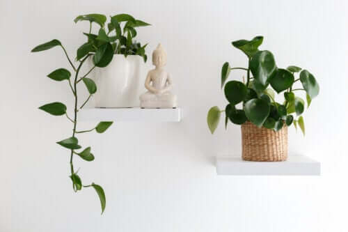 13 plantes d'intérieur à suspendre pour décorer votre maison