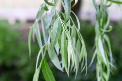 L'eau de saule renforce les racines des plantes