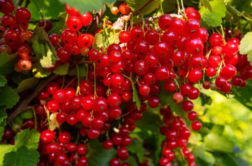 7 fruits riches en fer à inclure dans votre alimentation