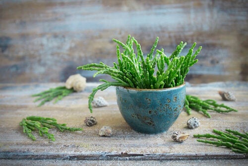 Asperge de mer : caractéristiques et utilisations en cuisine