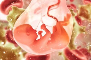 Placentophagie : est-il sûr de consommer le placenta après l'accouchement ?