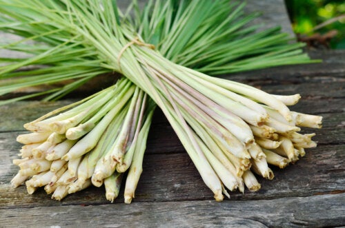 10 types de citronnelle et leurs caractéristiques