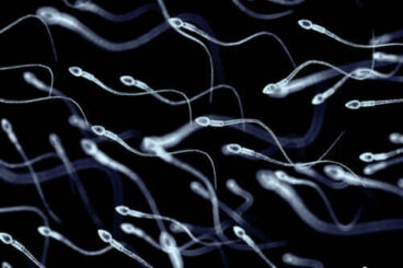 Nécrozoospermie : les causes de la mort des spermatozoïdes