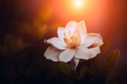 7 types de gardénia et leurs caractéristiques