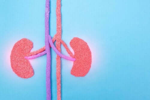 Comment le lupus affecte-t-il les reins ?