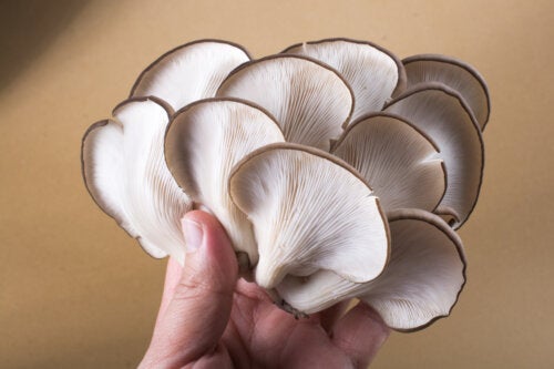Pleurotes : nutriments et bienfaits